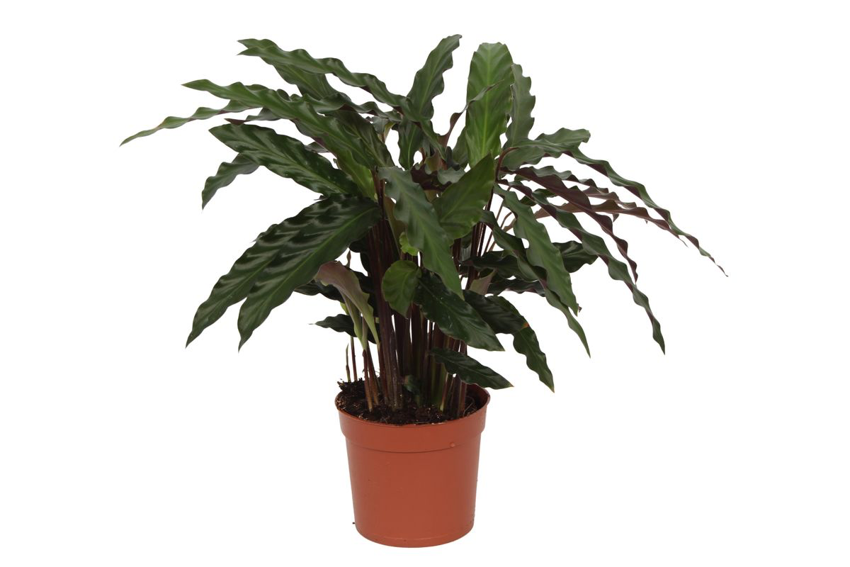 Calathea 'Elgergrass'