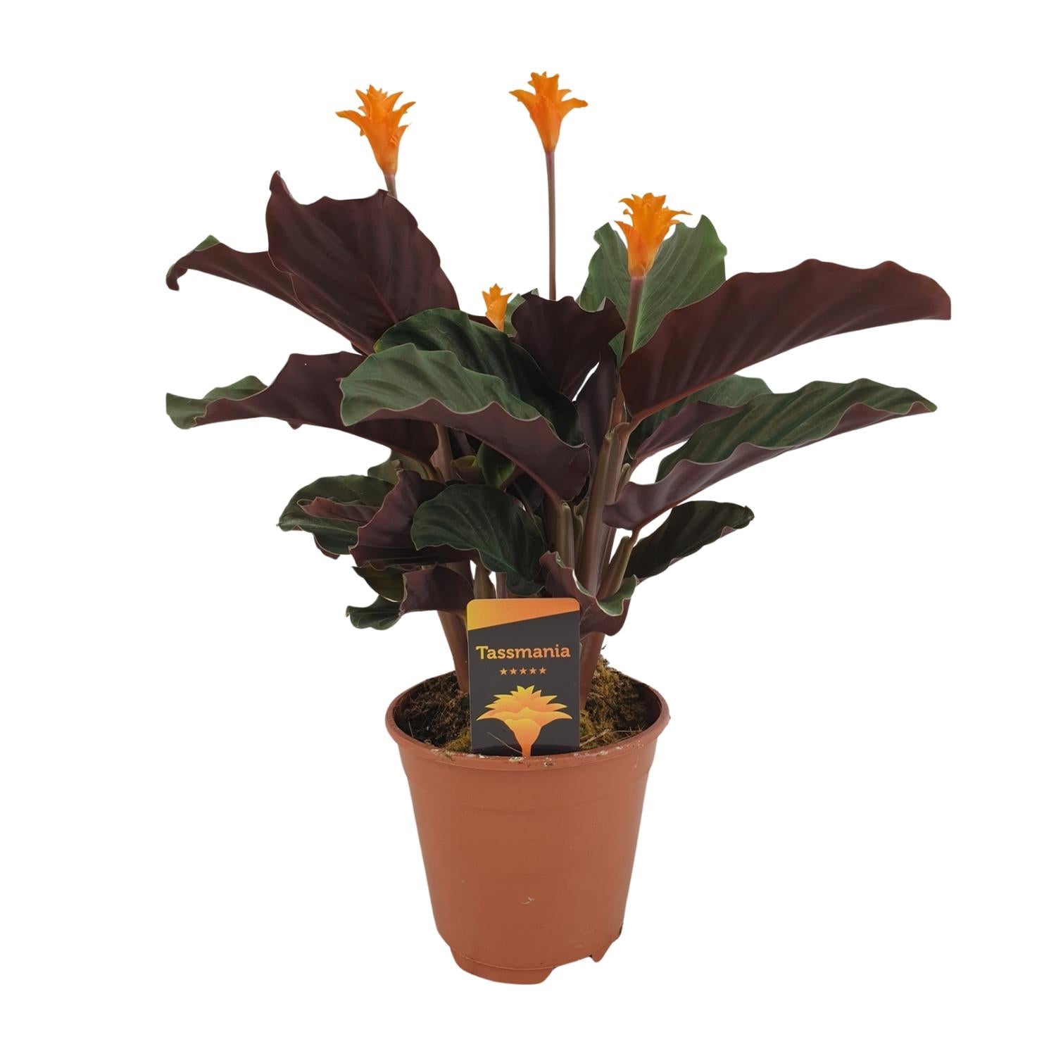 Calathea 'Crocata'