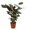 Calathea 'Compactstar'