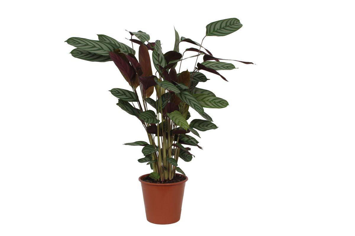 Calathea 'Compactstar'