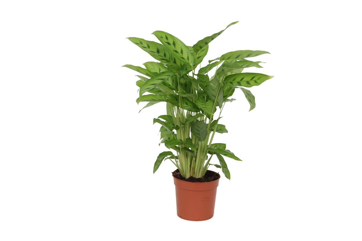 Calathea 'Leopardina'
