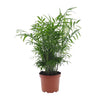 Chamaedorea Elegans - Medium