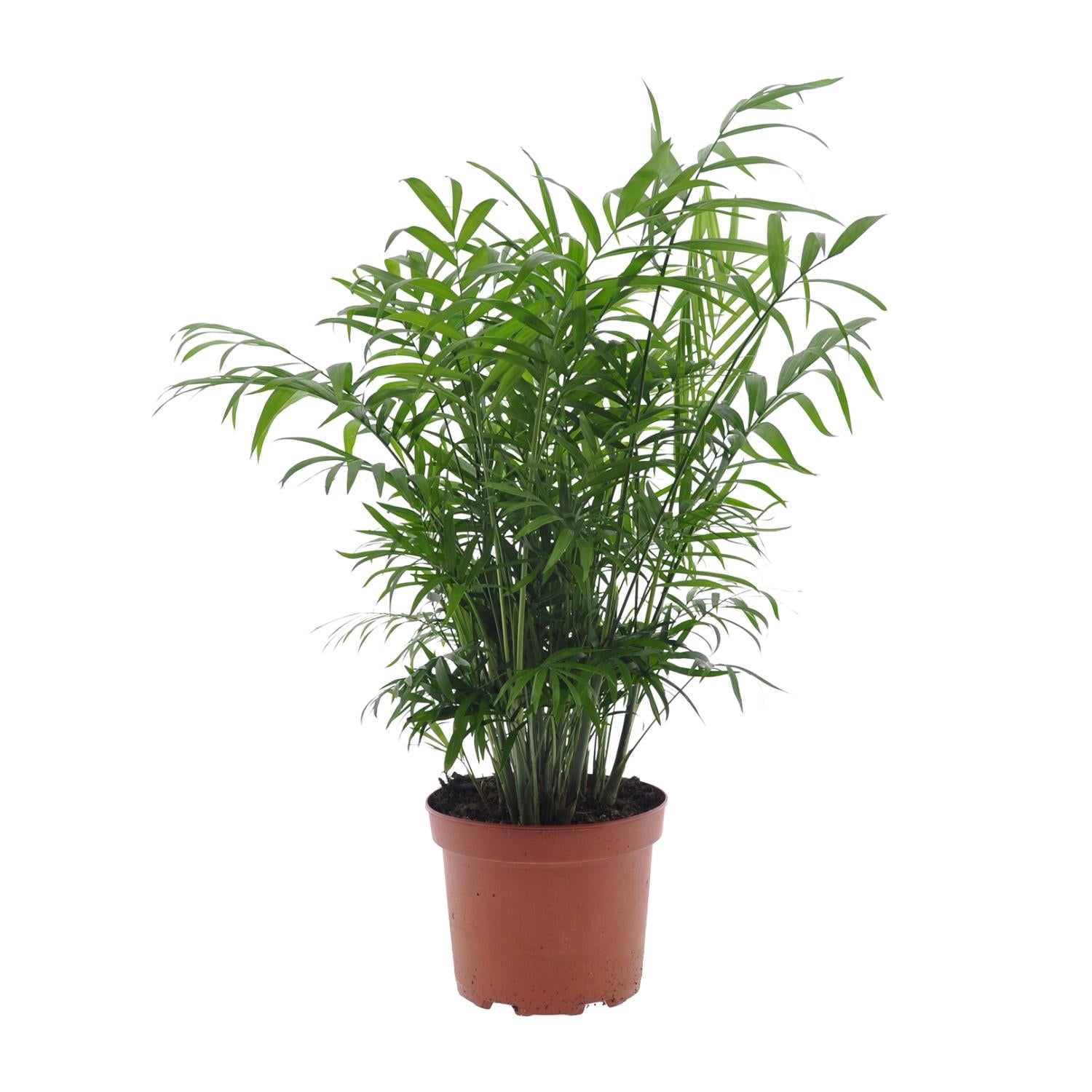 Chamaedorea Elegans - Medium