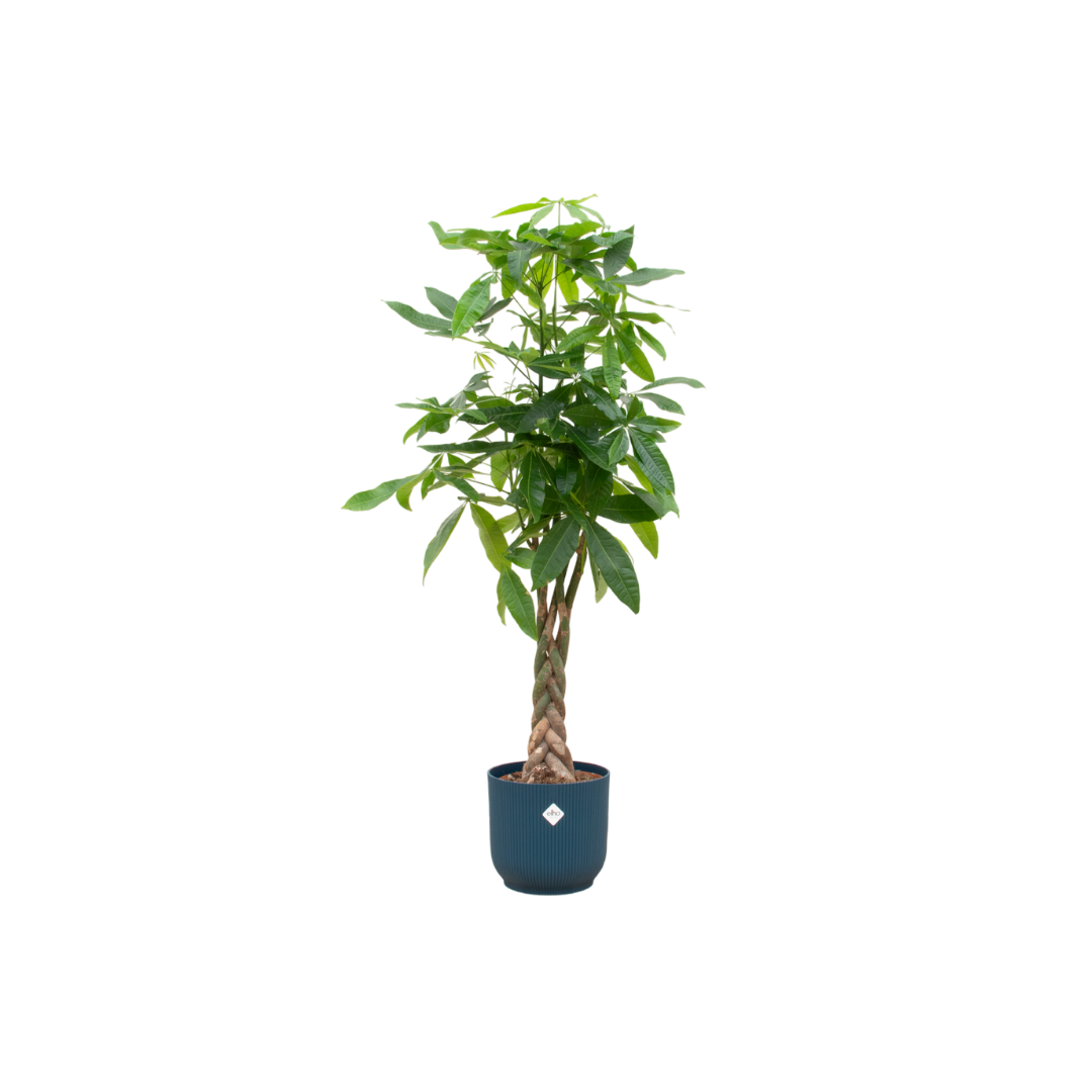 Pachira Aquatica (X-Large) + Decorative Pot