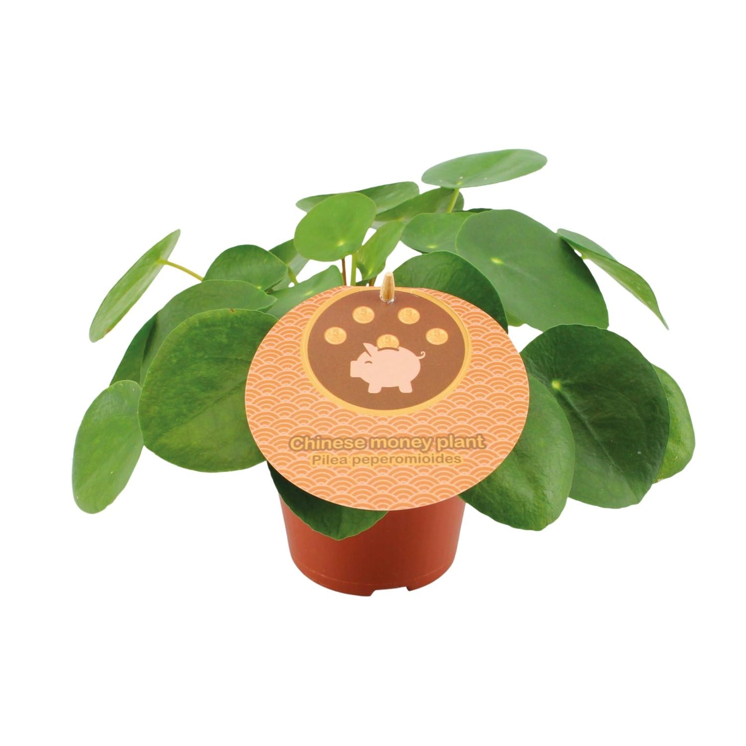 Pilea Peperomioides - Small