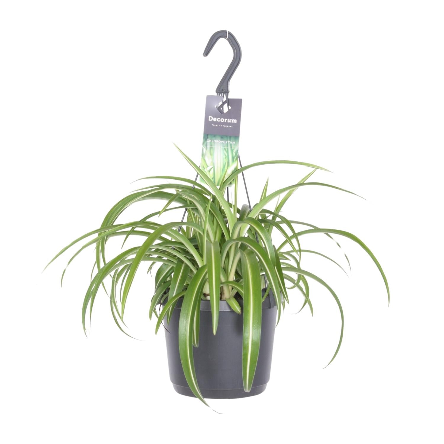 Chlorophytum Comosum (Hanging pot)
