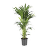 Howea forsteriana – Groß