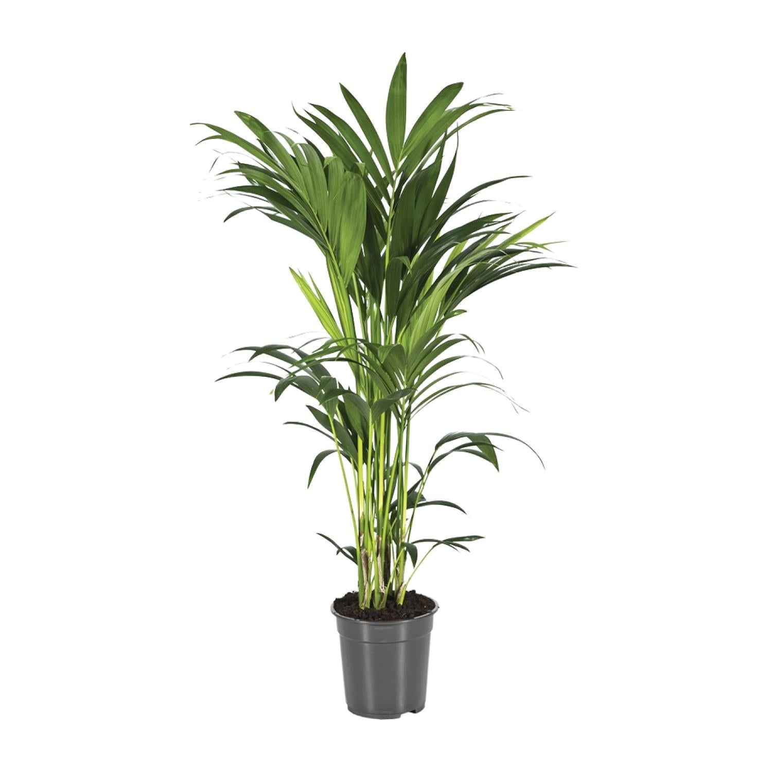Howea Forsteriana - Large