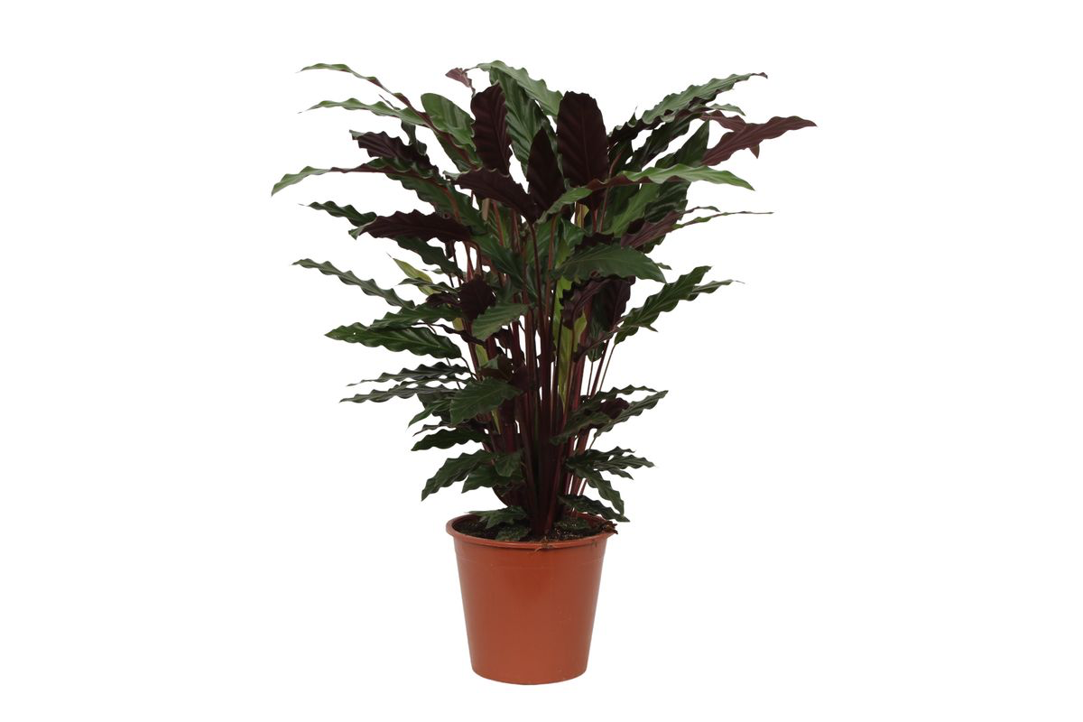 Calathea 'Wavestar'