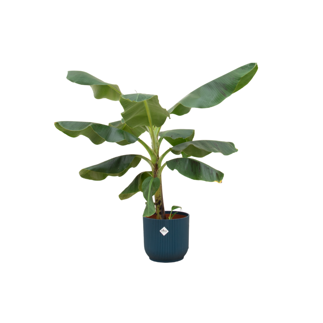 Banana tree (Musa) (M) + Decorative Pot (Blue)