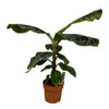 Bananenpflanze (Musa) – Klein
