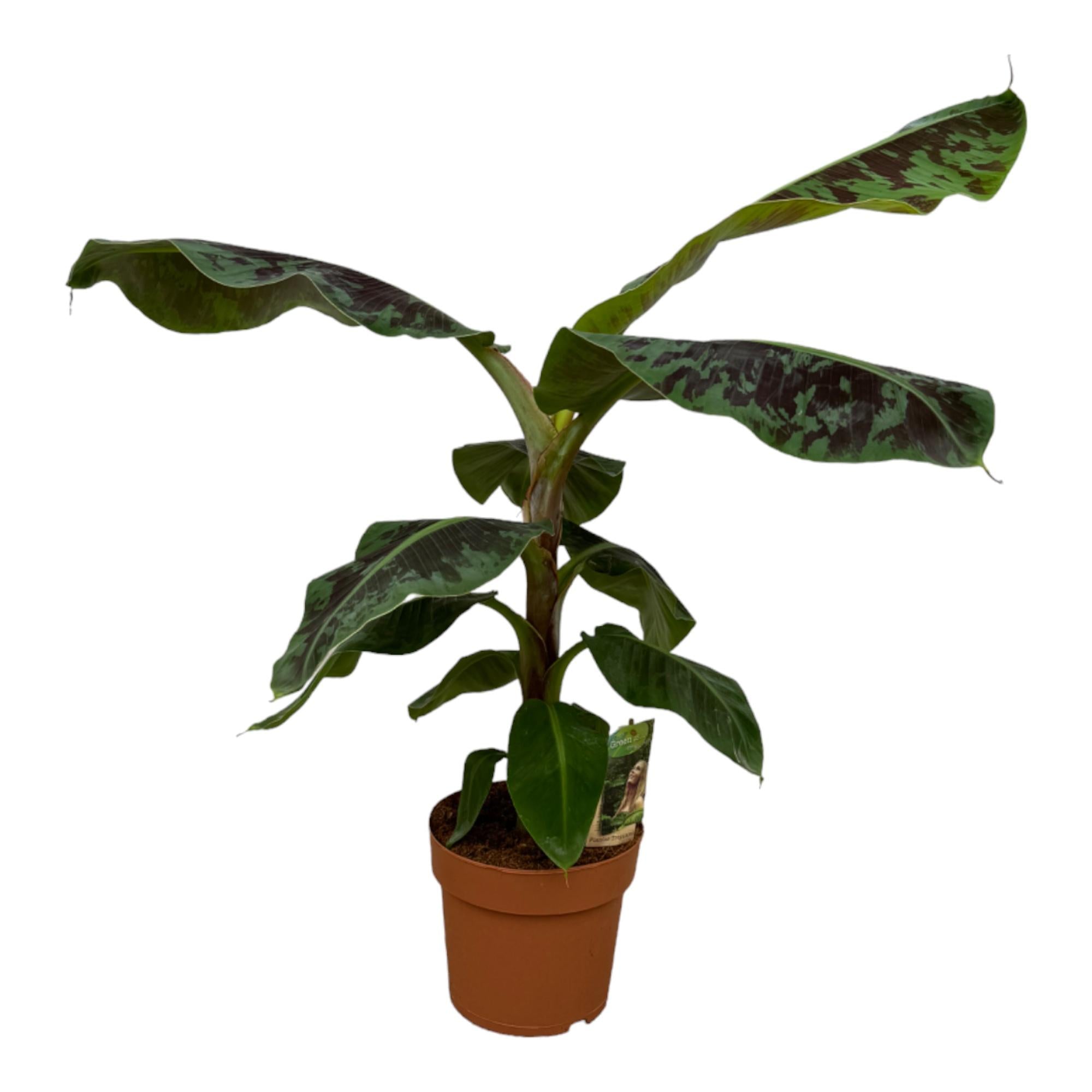 Banana tree (Musa) - Small
