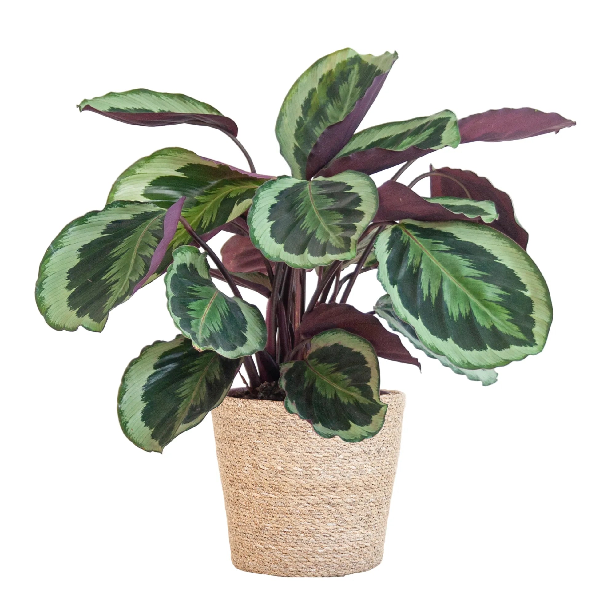 Calathea ‘Medallion’ + Decorative Pot