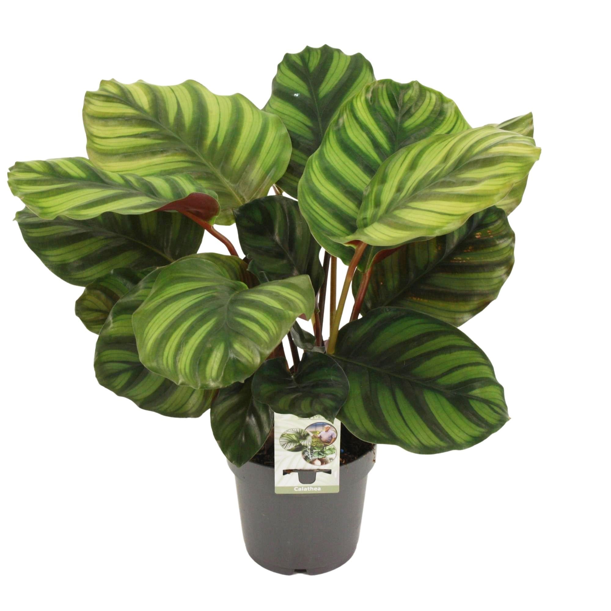 Calathea 'Fasciata'