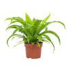 Asplenium Antiquum - Small