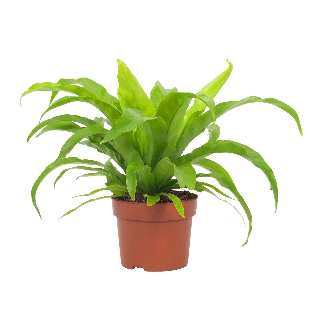 Asplenium Antiquum - Small