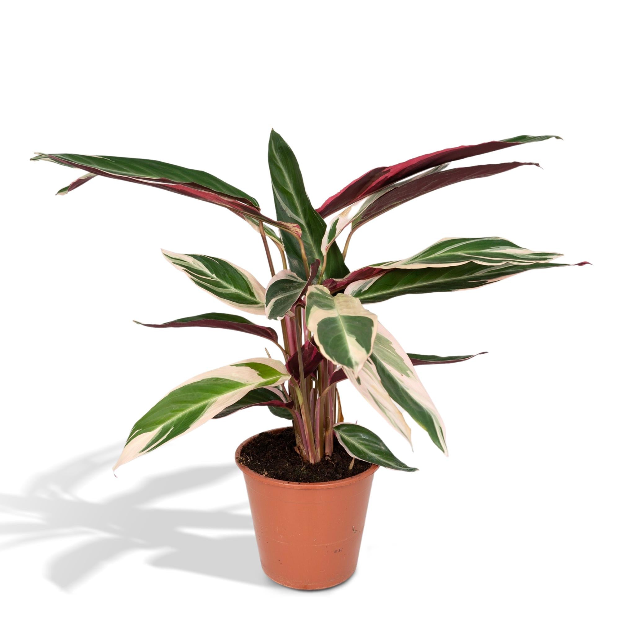 Stromanthe ‘Triostar’ – Groß
