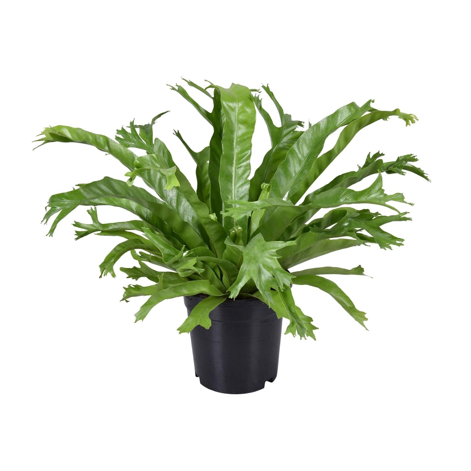 Asplenium Nidus Crissie - Medium