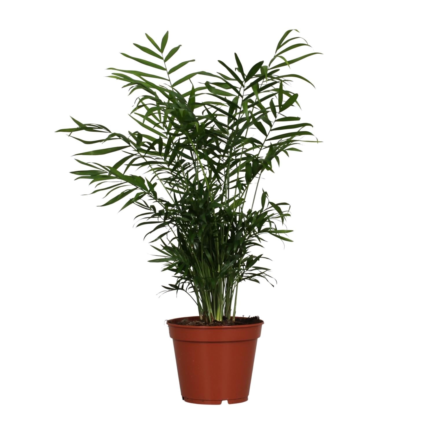 Chamaedorea Elegans - Large