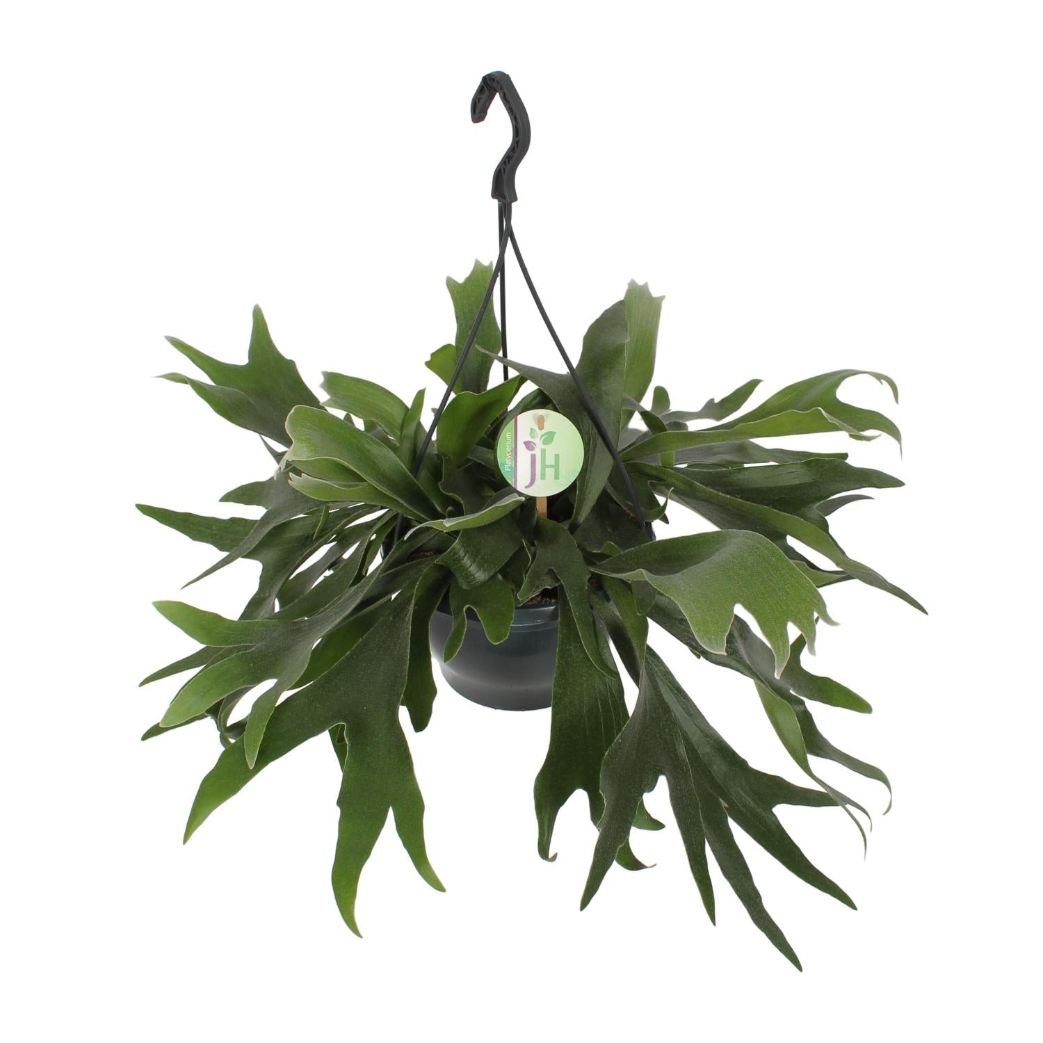 Platycerium Bifurcatum (Hanging pot) - Large