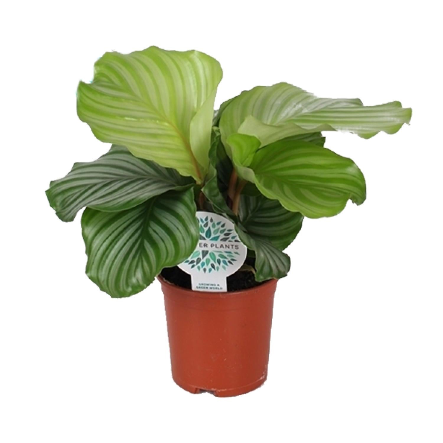 Calathea 'Orbifolia' - Medium