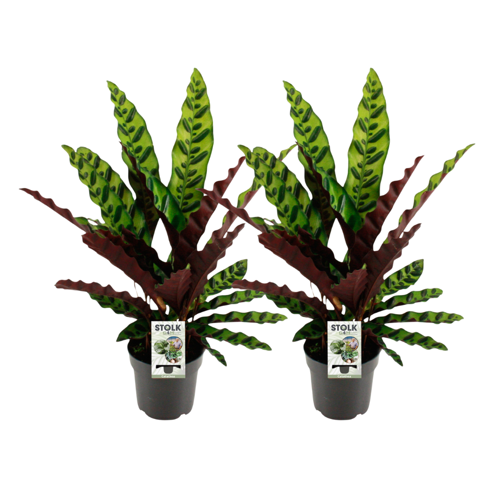 Calathea 'lancifolia Insignis' x 2 - Combo deal