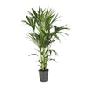 Howea Forsteriana - X-Large