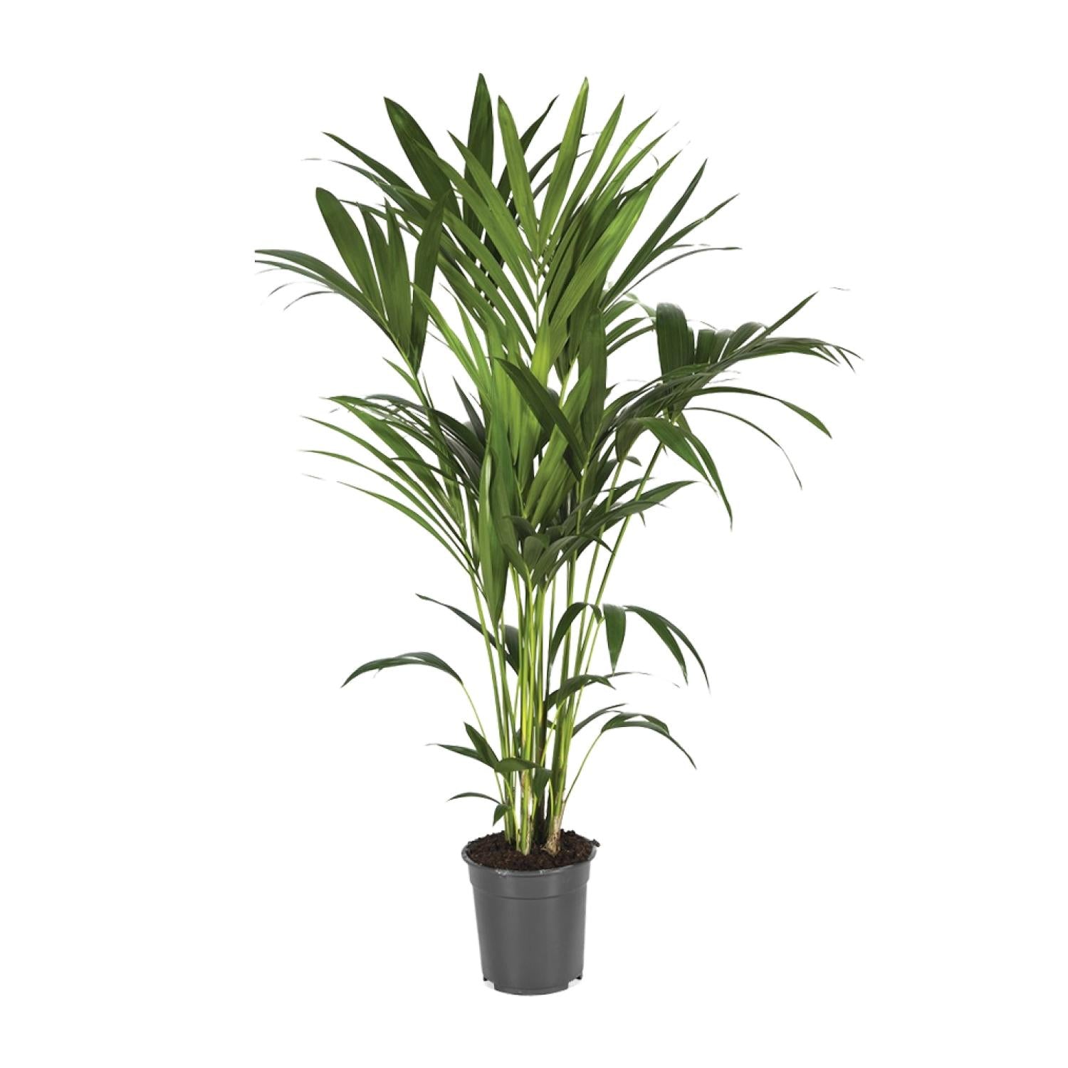 Howea Forsteriana - X-Large