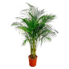 Dypsis lutescens – XXL