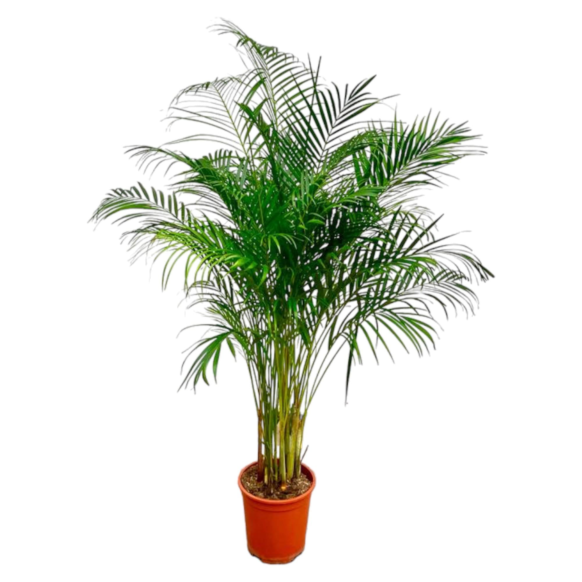 Dypsis Lutescens - XXL