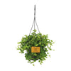 Peperomia Rotundifolia (Hanging pot) - Medium