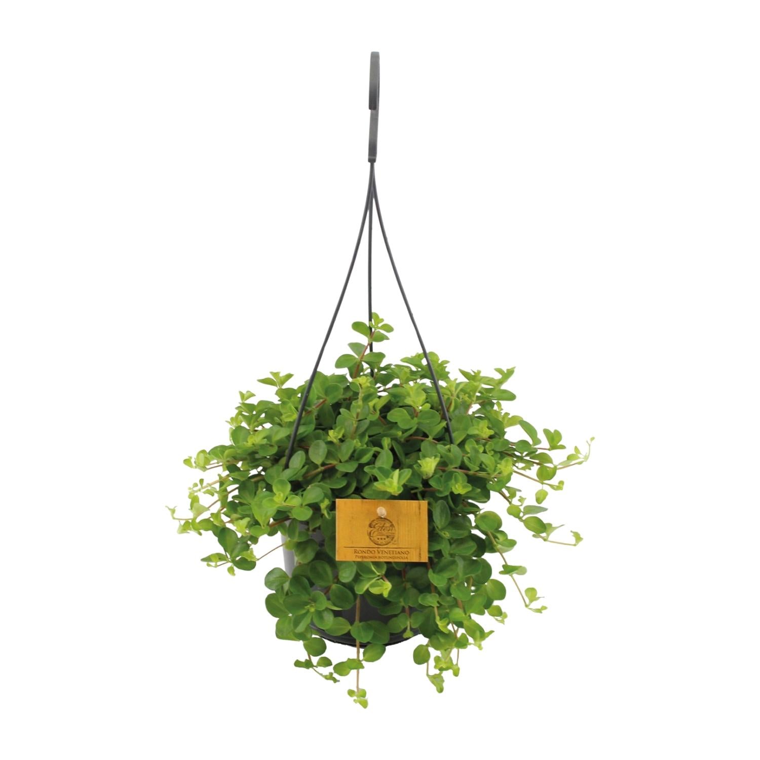 Peperomia Rotundifolia (Hanging pot) - Medium