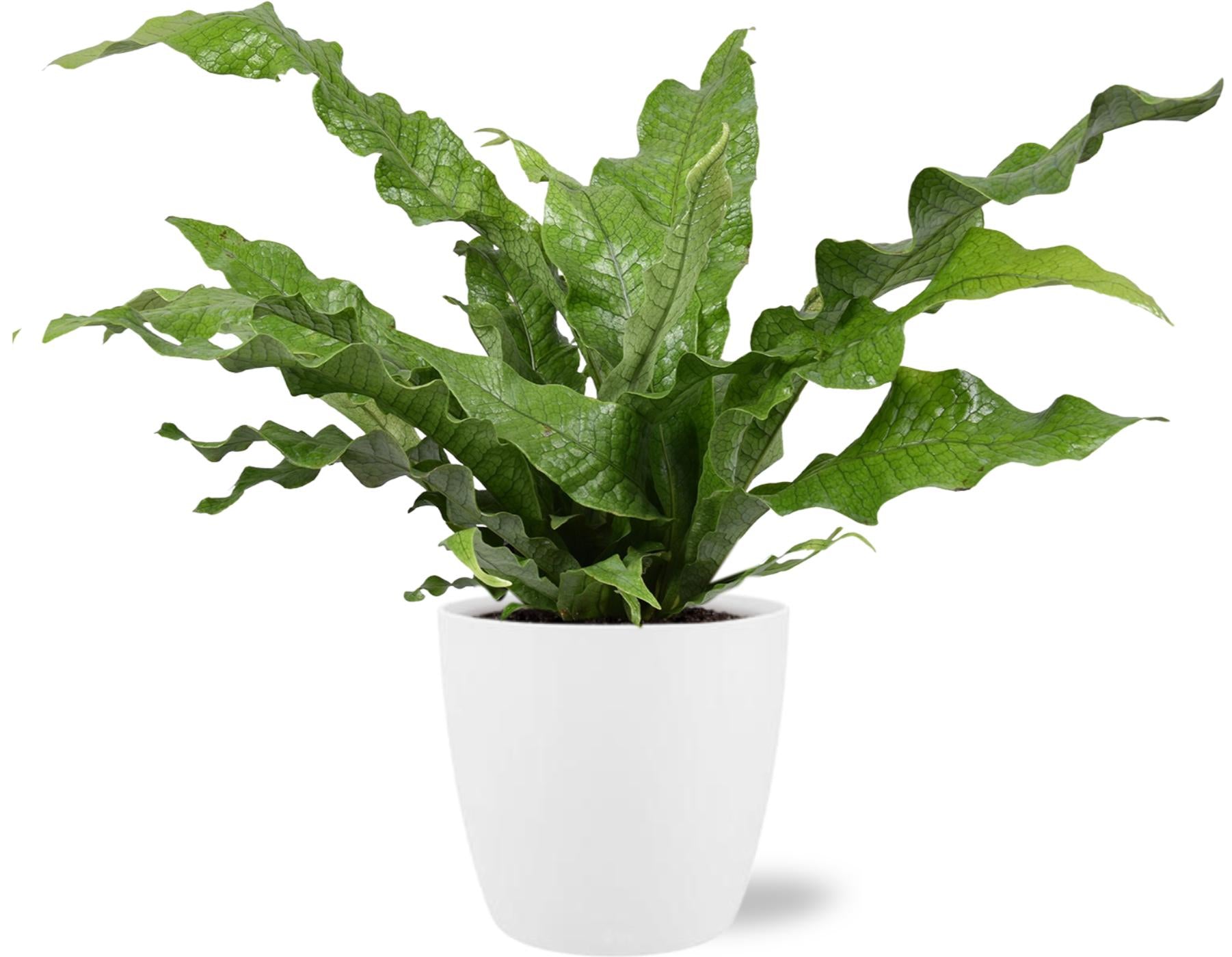 Microsorum Diversifolium + Decorative Pot (White)