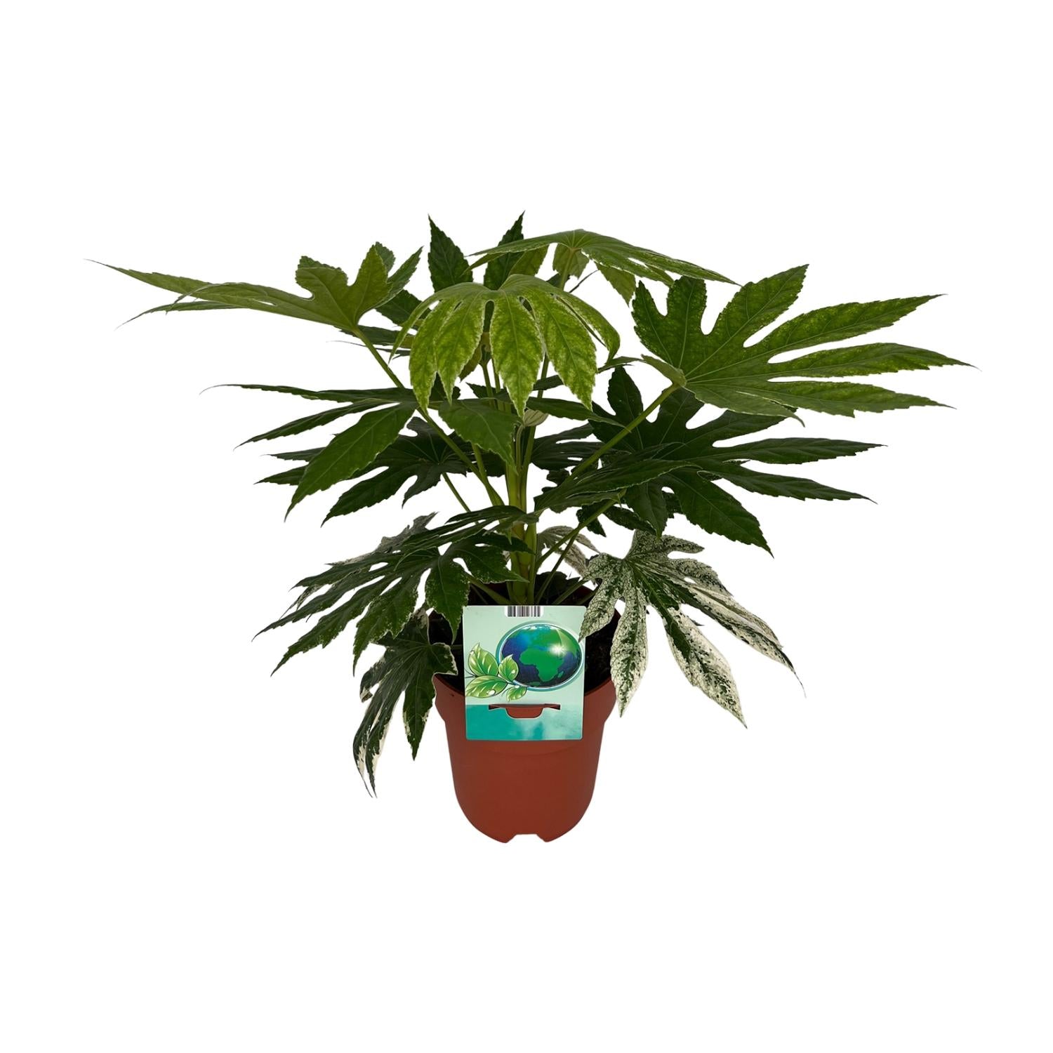 Fatsia japonica 'Variegata'