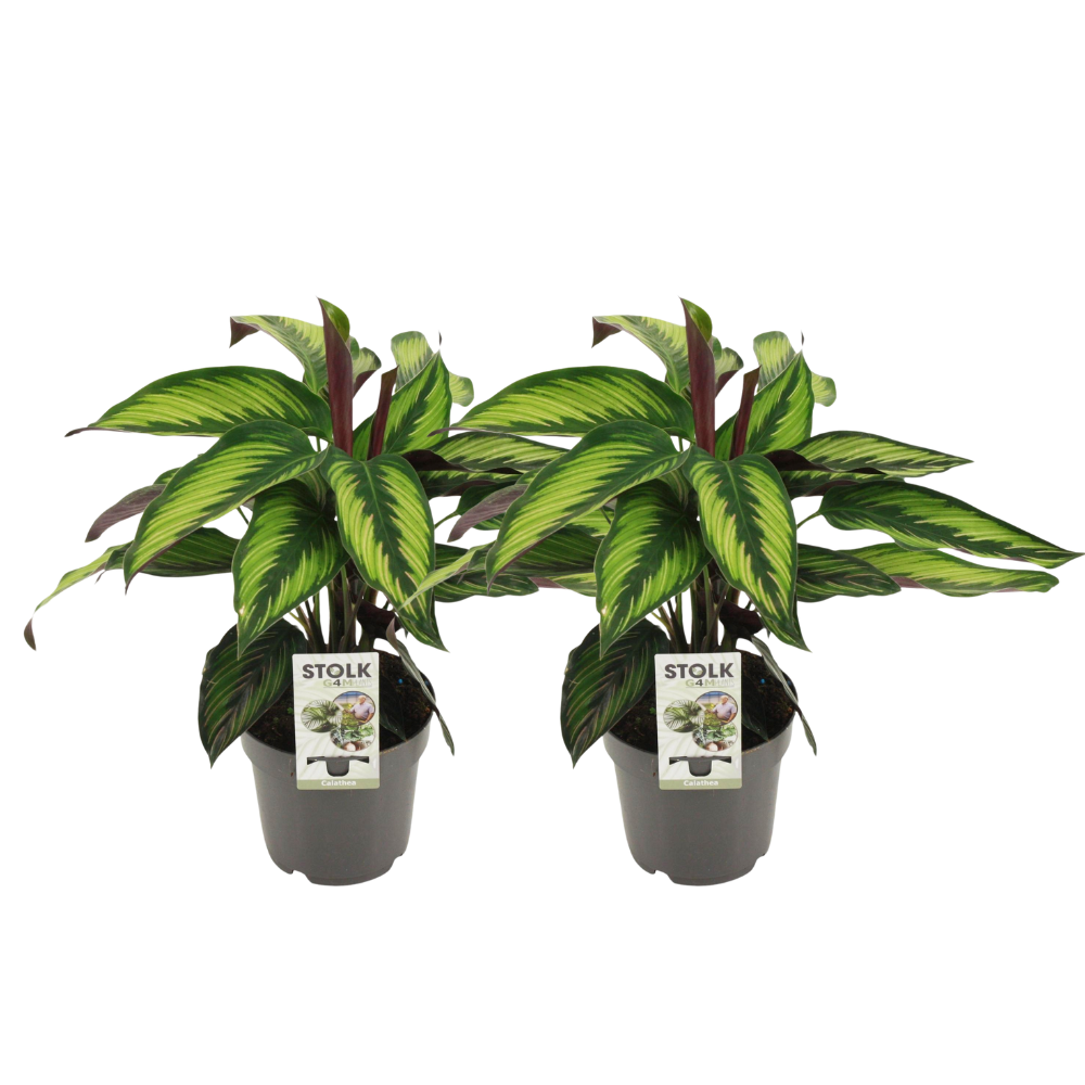Calathea 'Princeps' x 2 - Combo deal