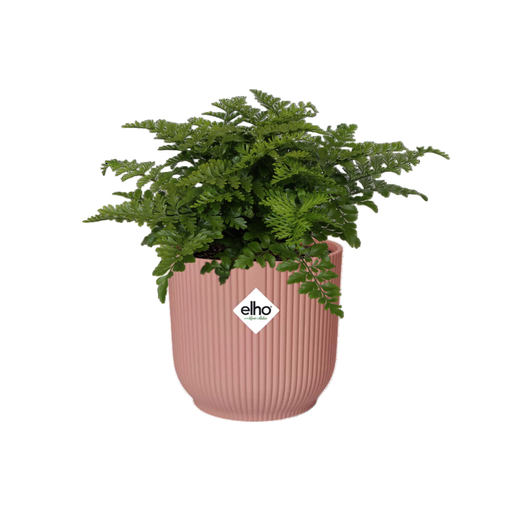 Asplenium Antiquum Parvati + Decorative Pot