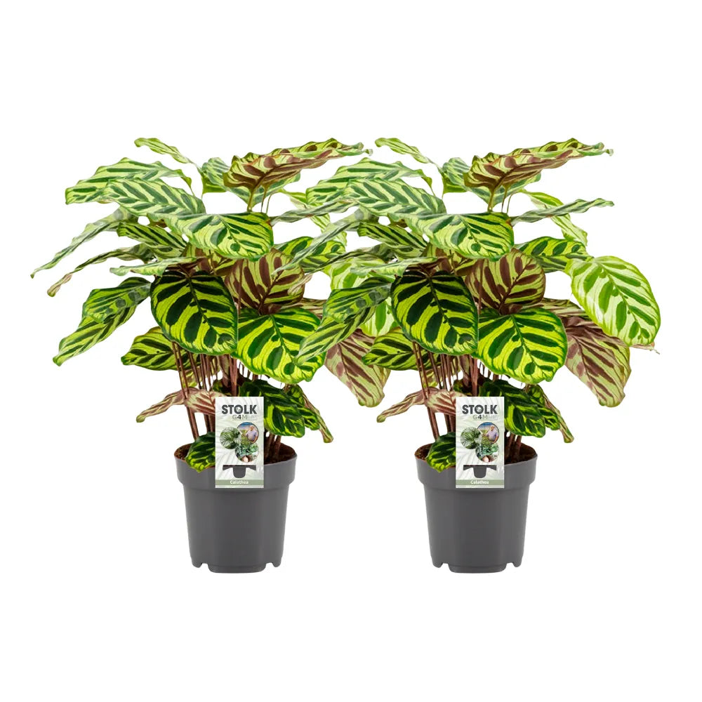 Calathea 'Makoyana' (M) x 2 - Combo deal