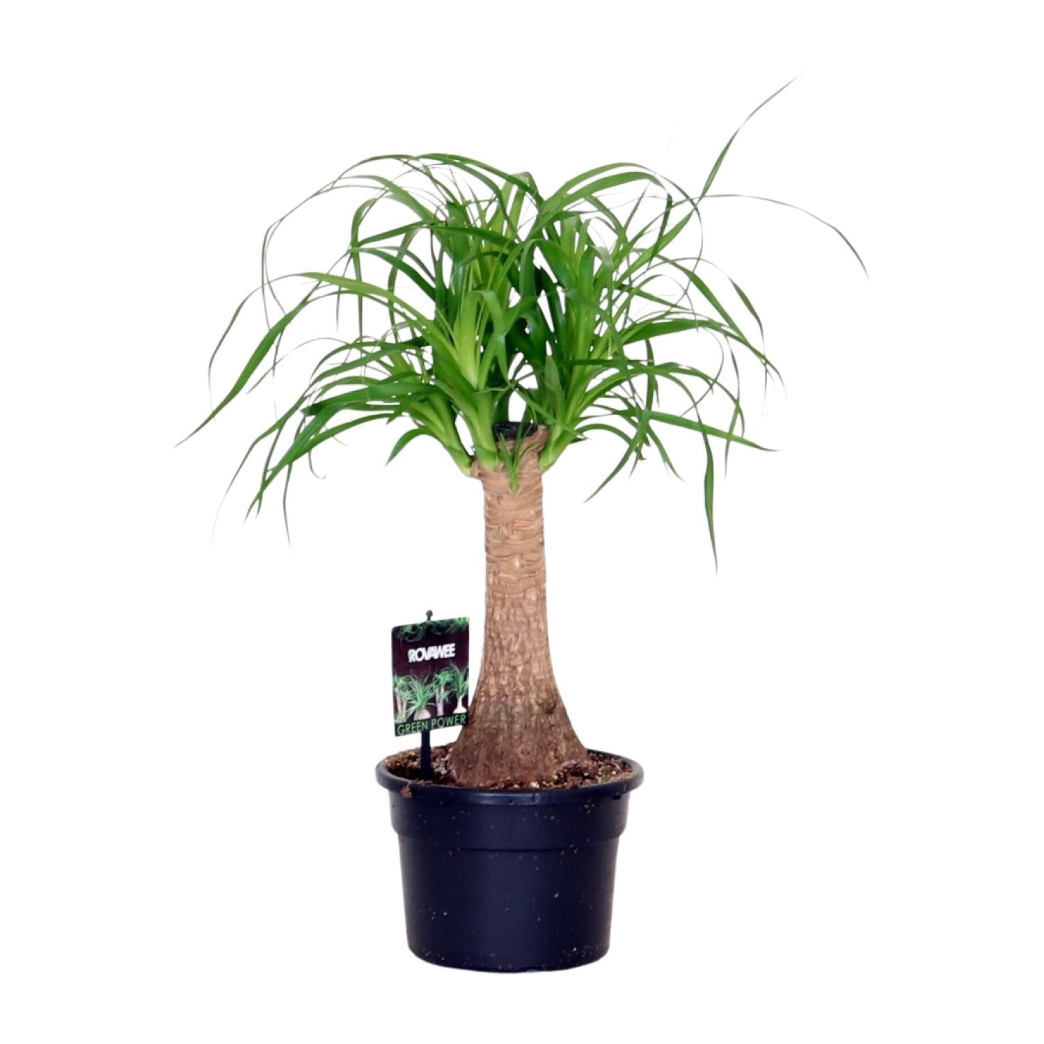 Beaucarnea Recurvata - Medium
